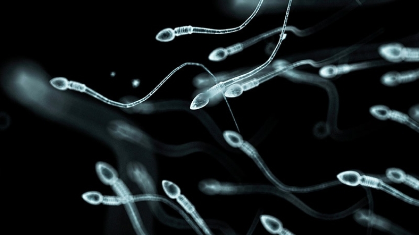 High-Dose Prednisone Can Reduce Rate of Pregnancy