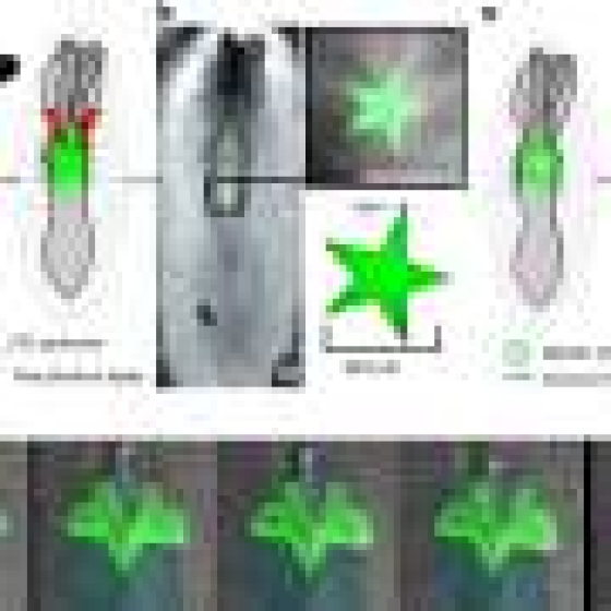  New study used 3D-printed sensors to measure spinal cord malformations in embryos