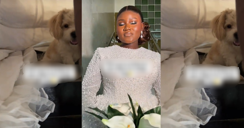  “The dog came for the wedding” – Nigerian bride’s clingy dog hid underneath her bridal dress on wedding day (WATCH)