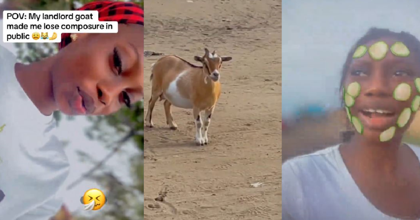 Lady Ch@ses Down Her Landlord’s Goat After It St0le Her Bread (WATCH)