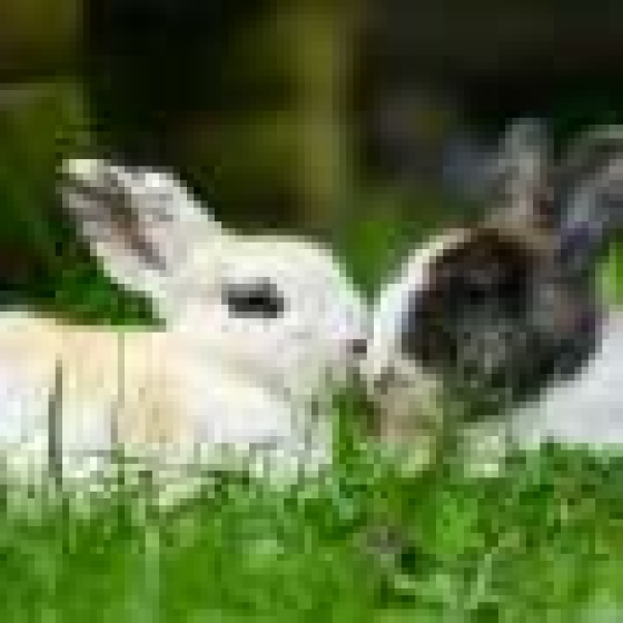  3D-printed tissue restores erectile function and aids reproduction in animal study