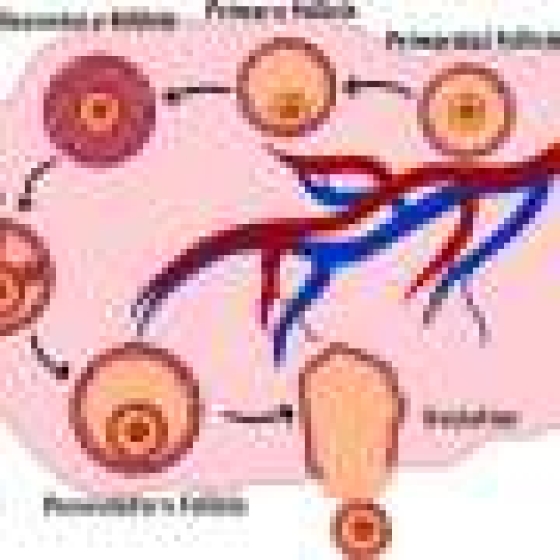 Mathematical model sheds light on ovarian aging, offering path toward advances in women’s health