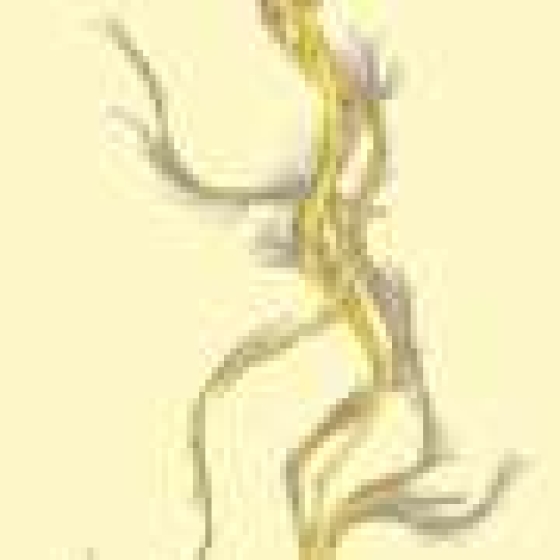Meet your worm avatar: How microscopic worms are helping find new drugs for rare diseases