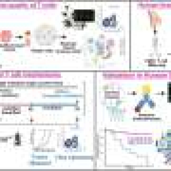 How pregnancy and breastfeeding enhance local immunity that cancer-proof the breast