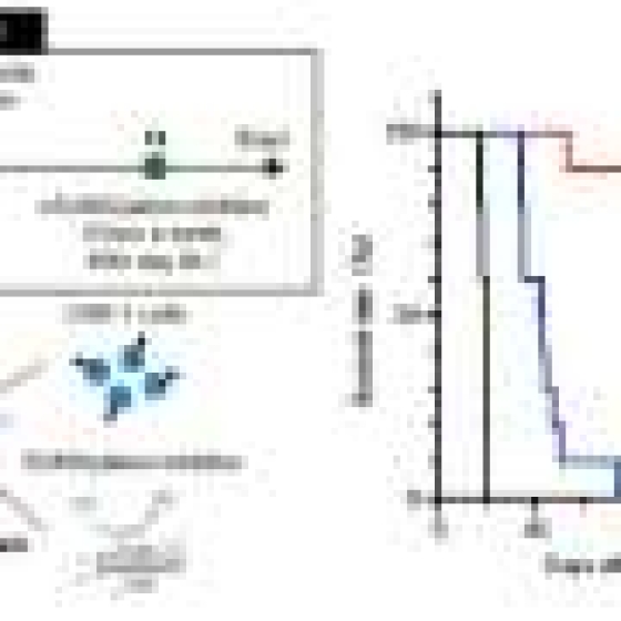 Combination therapy for Burkitt’s lymphoma dramatically improves cure rates in mice