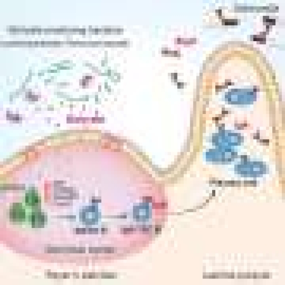 Gut microbe-derived butyrate activates immune cells to enhance vaccine efficacy
