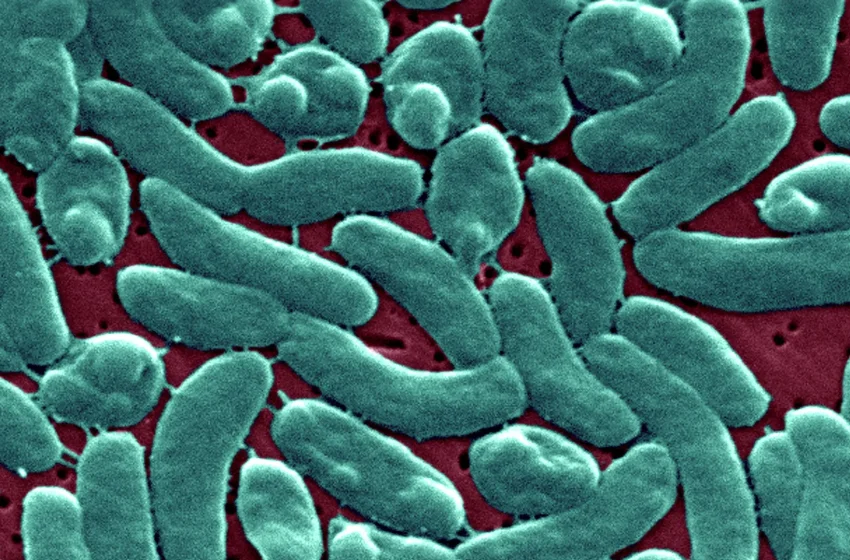  Louisiana Health Officials Issue Warnings Over Rise in Vibrio Cases